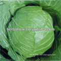 Chinese Cabbage Seed High Yield and